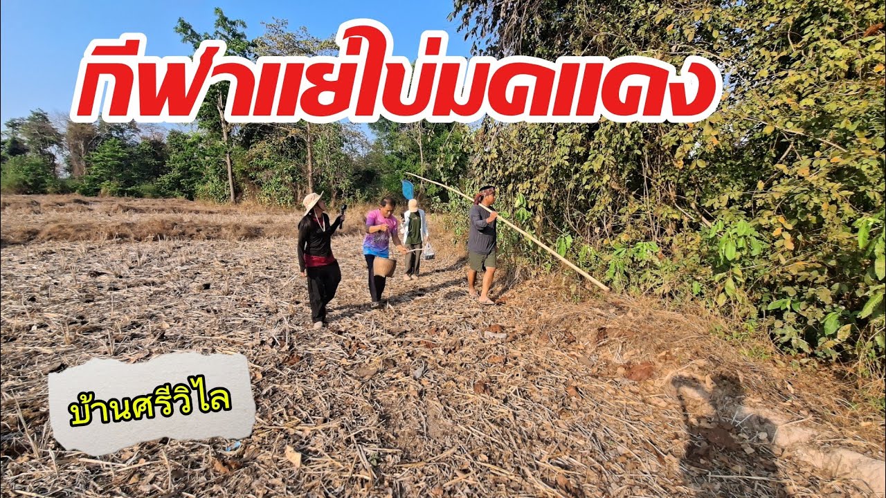 การแข่งขันบ้านศรีวิไลเริ่มแล้ว #บ้านศรีวิไล #เคศรีวิไล #ธิดาลาวศรีวิไล #ศิษย์พี่ 