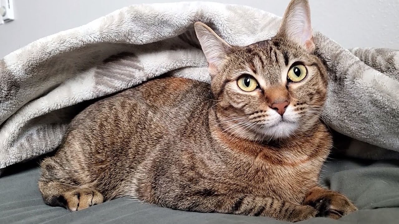 I trained my cat to find a way under blanket