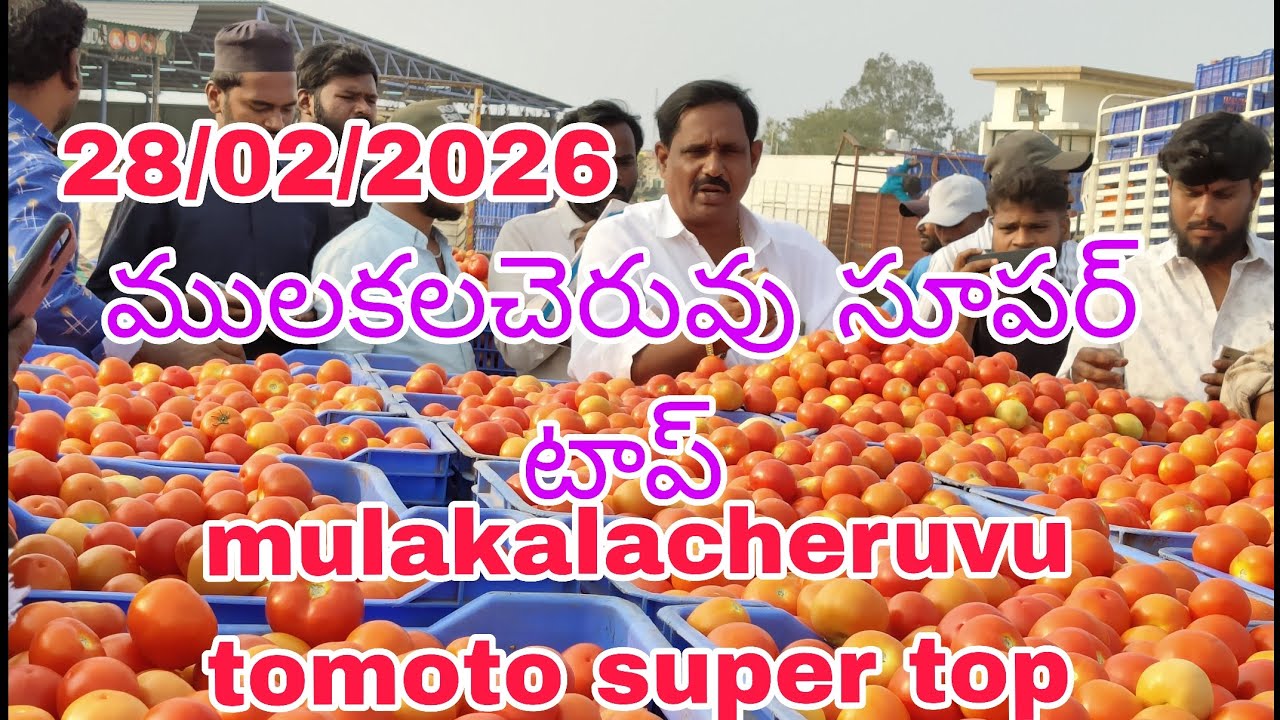 Mulakalacheruvu super top#mulakalacheruvutomatoratetoday @abhayaagriculture@abhaya#abhayaagriculture