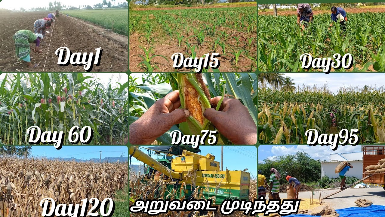 தற்போது விவசாயத்தில் விலையுயர்ந்த பயிர் மக்காச்சோளம்🤪🌽|corn planting and harvesting full details/A-z