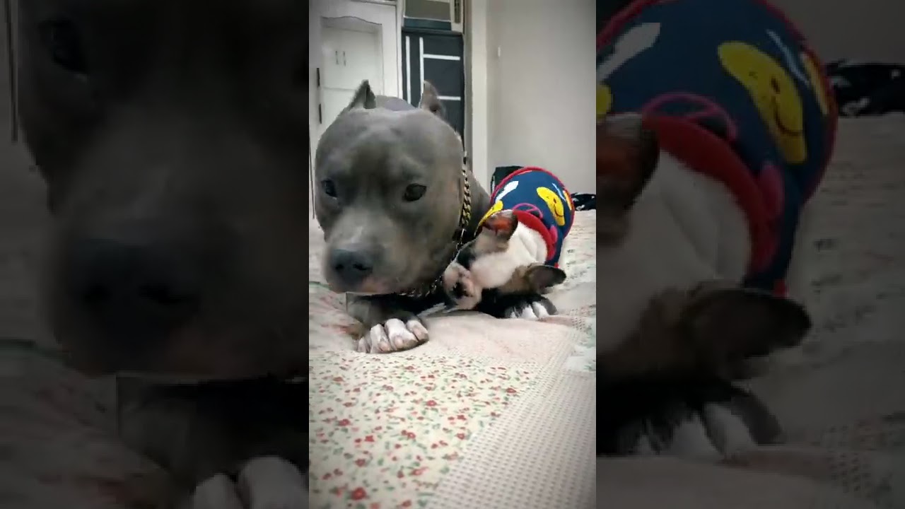 Brody bunny ki ladai gai_french Bulldog vs american bully Dog fight short video