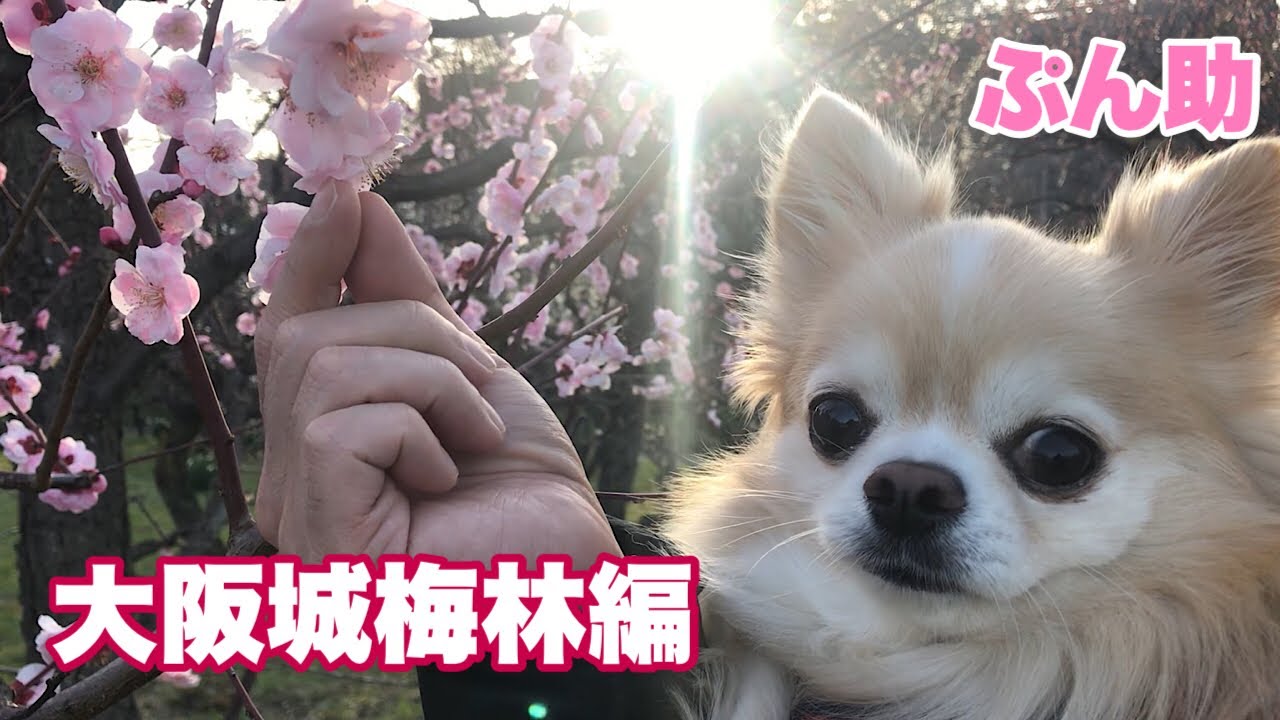 【ぷん助】2024年 大阪城梅林編