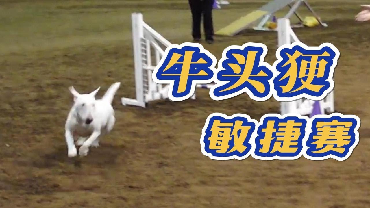 牛头梗：请问有没有不敏捷赛可以参与的？