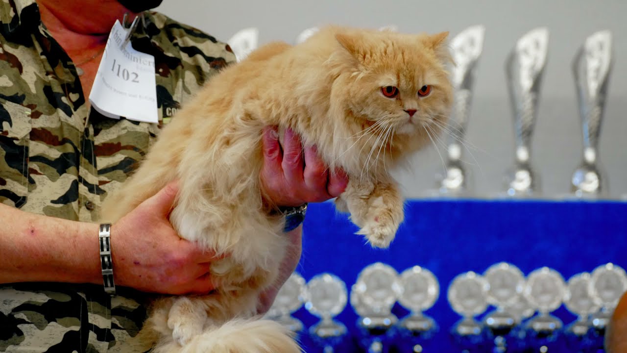 Internationale Katzenausstellung Wuppertal . Teil 2 Sonntag