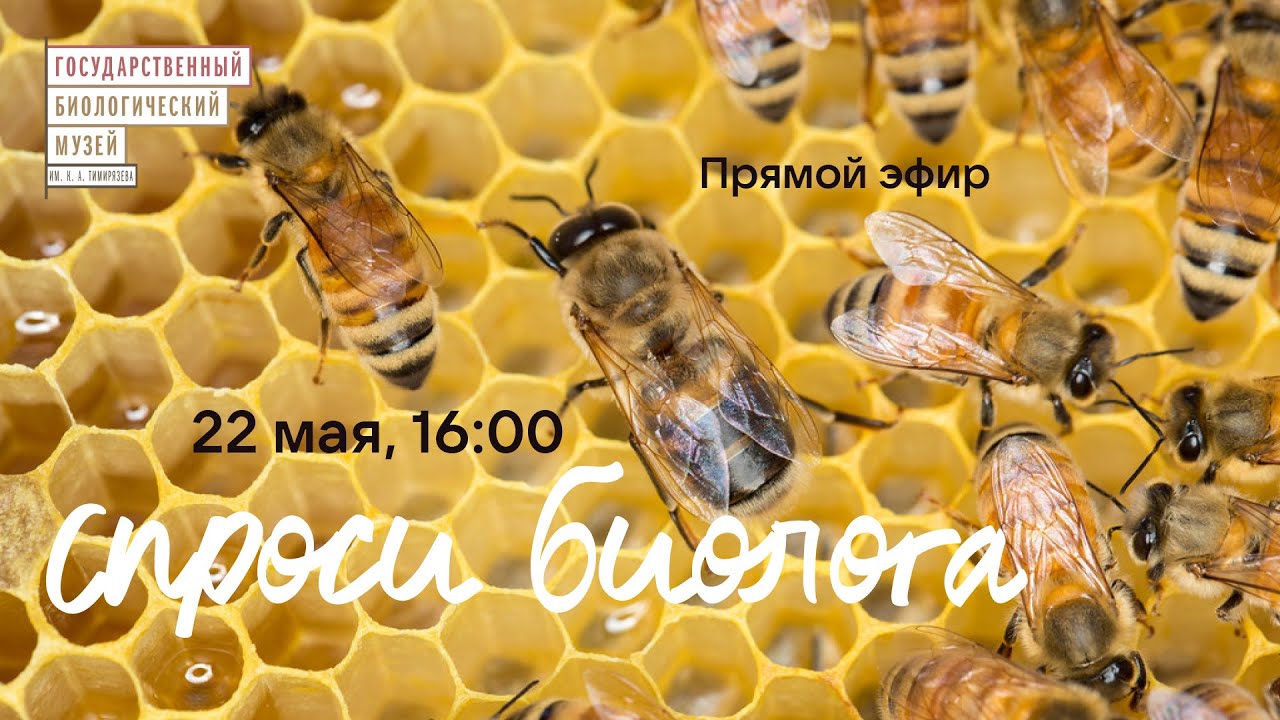 Спроси биолога. Пчёлы