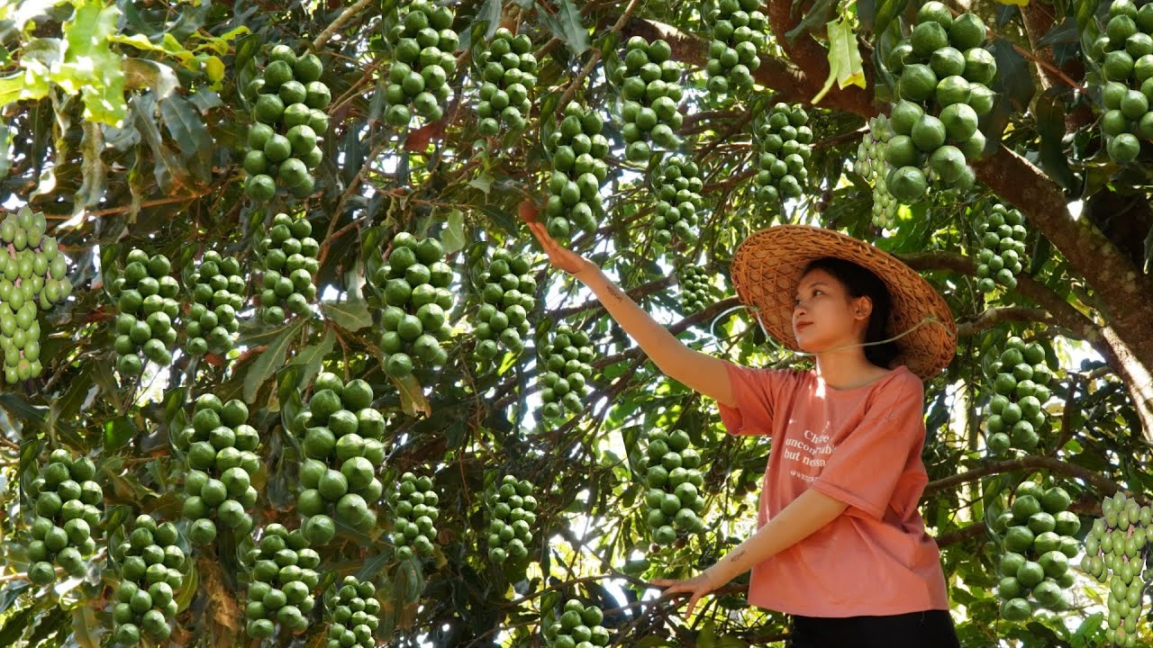 harvest macadamia nuts and bring them to the market to sell - mary daily life