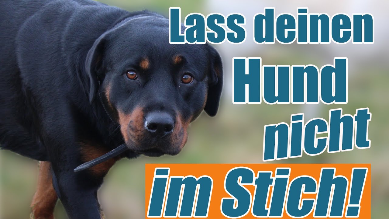 Unterstützt du deinen Hund in schwierigen Situationen?