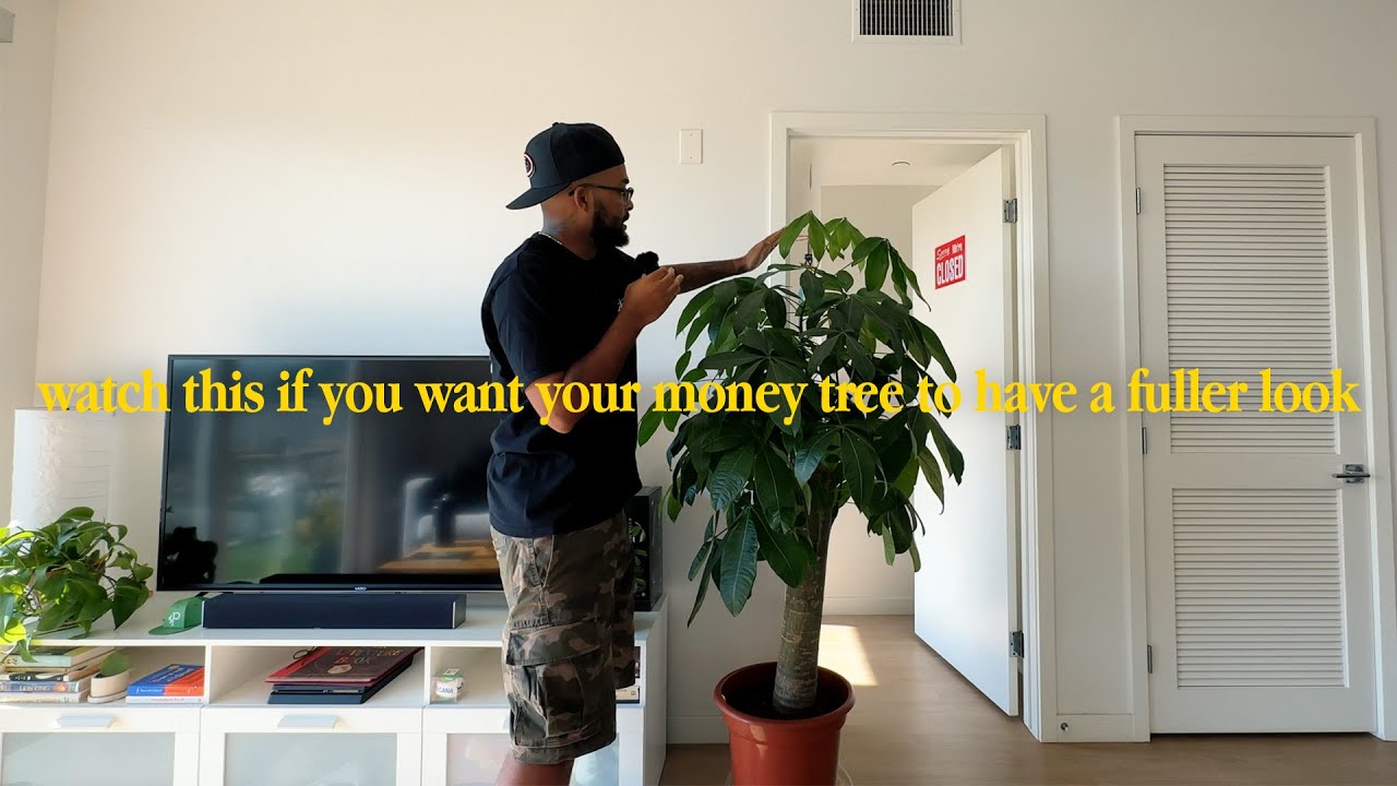 This Is How You Make Your Money Tree GROW