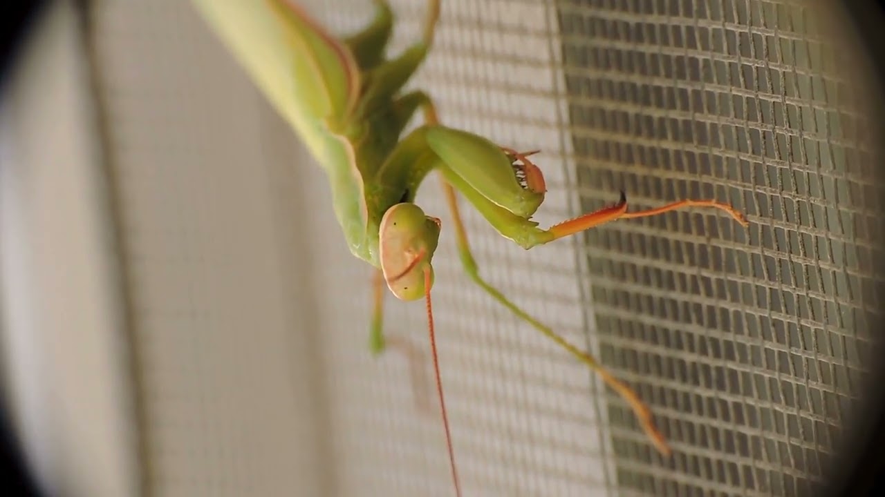 Mantis and Wall Spider