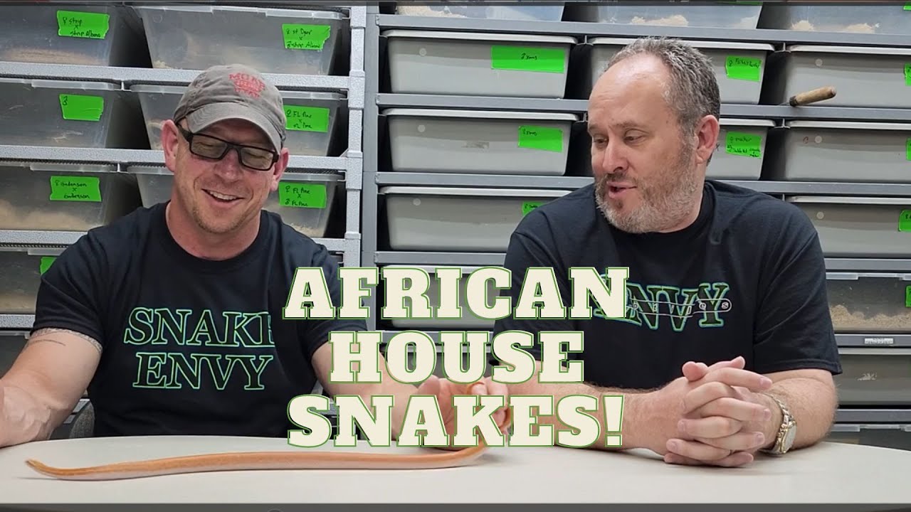 African House Snakes should be on your radar!  #snakes #reptiles #breeding  #pets