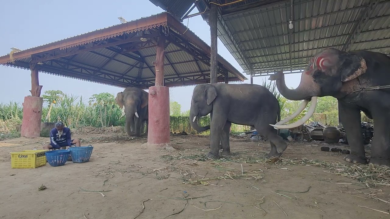 จะทำหน้าที่ให้ดีที่สุดสำหรับช้างหรือสิ่งที่เรารักที่สุดนะครับผม