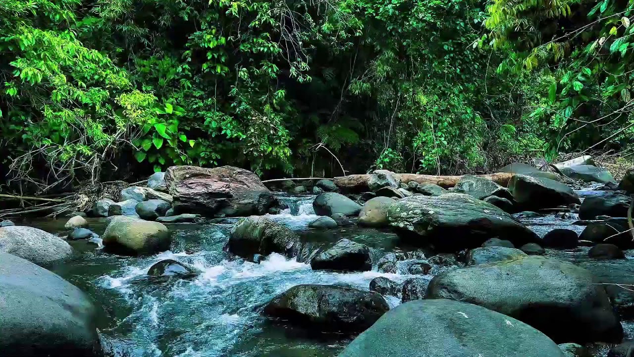 Gentle Jungle River Over Stones – Real Water Sounds for Deep, Restful Sleep