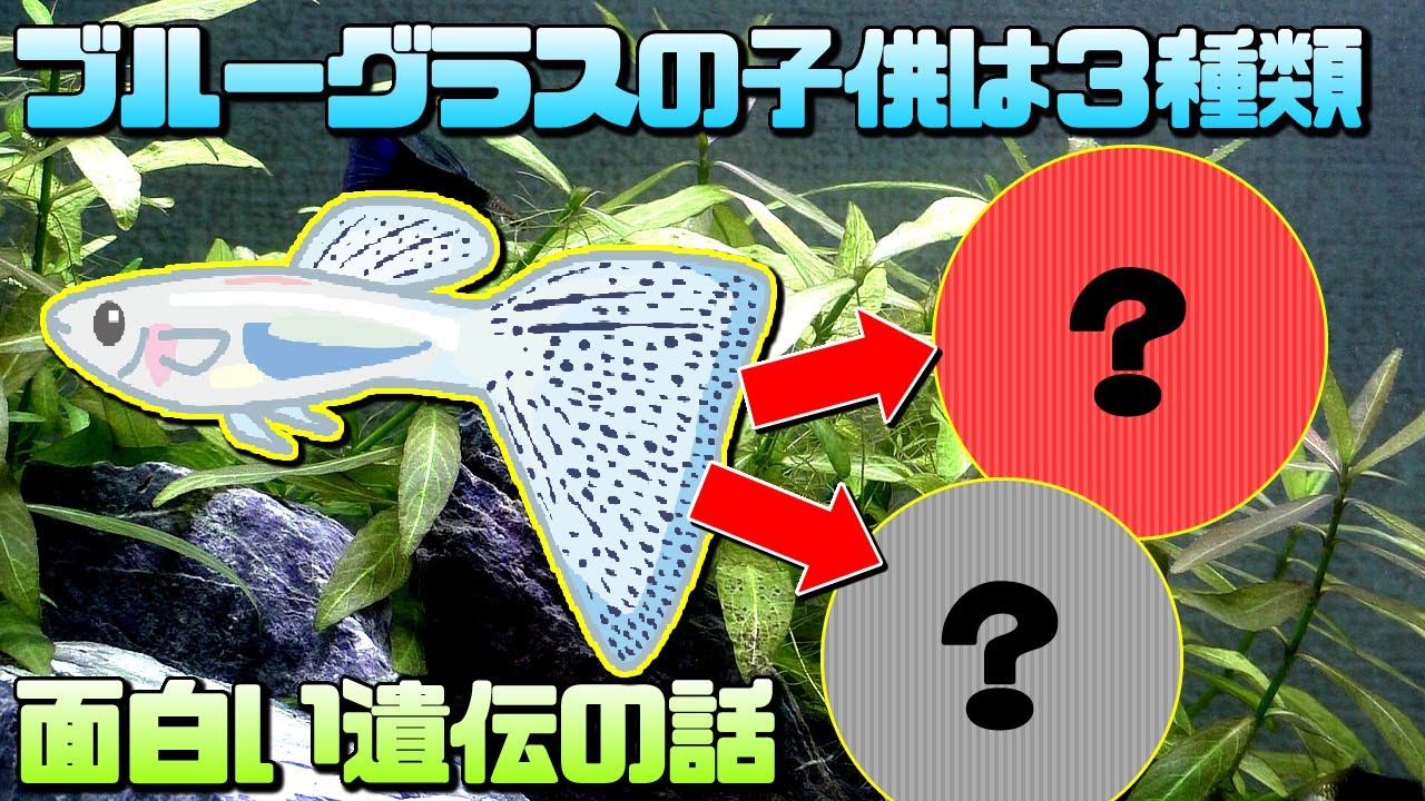 ブルーグラスグッピーの繁殖と遺伝について！実は100%ブルーグラスが誕生する組み合わせも存在する！【アクアリウム大人気熱帯魚】