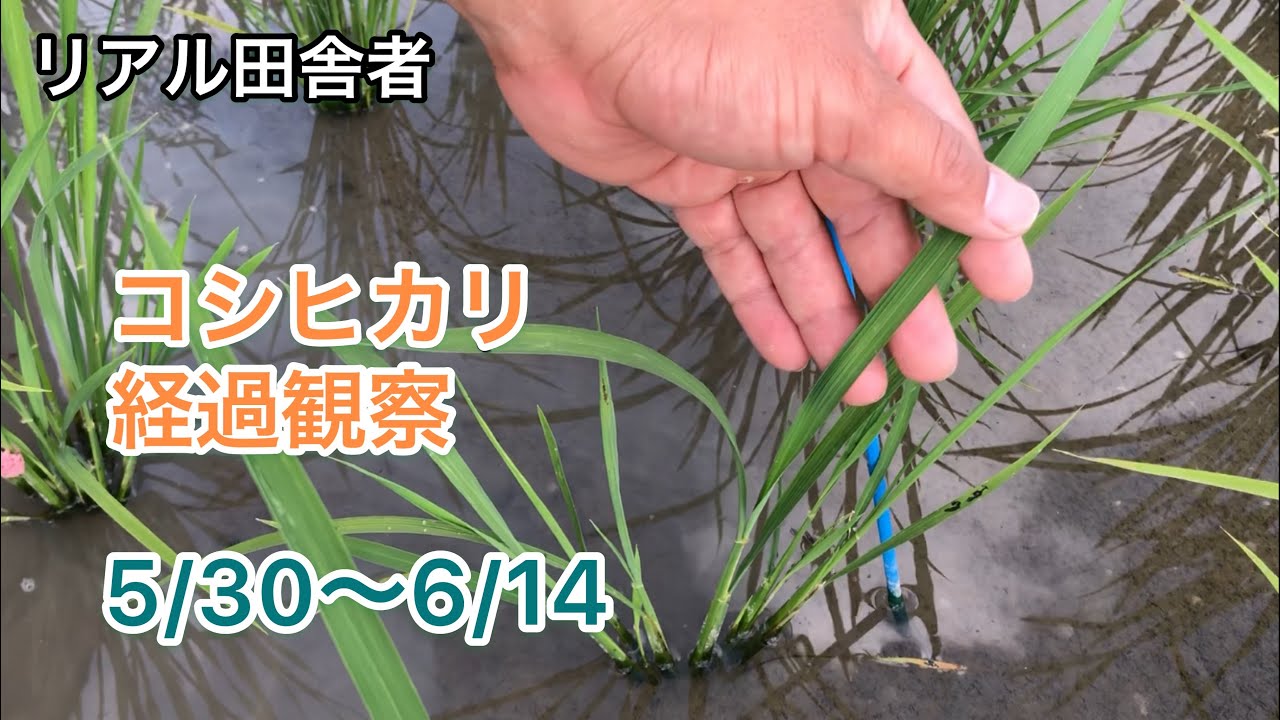 【への字型稲作】コシヒカリ経過観察5/30〜6/14【2021年】