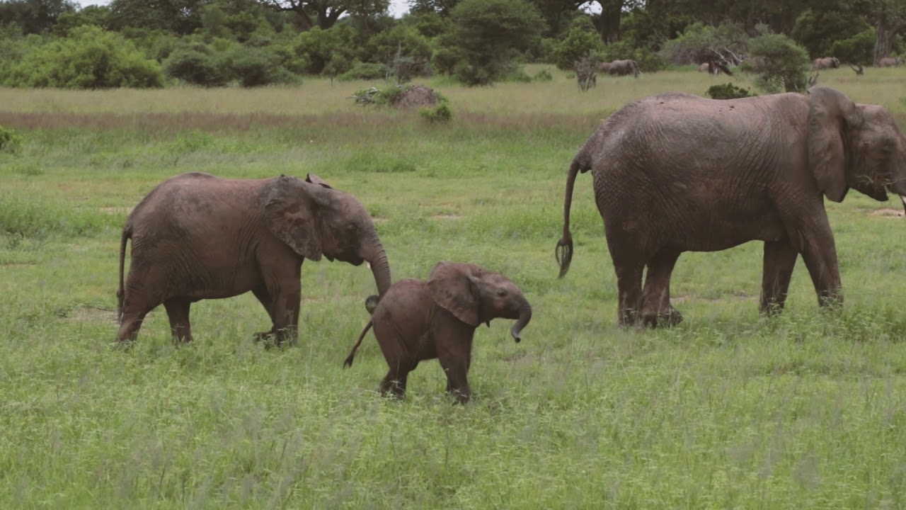 The Cutest Baby Elephant at Ruaha National Park, Tanzania
