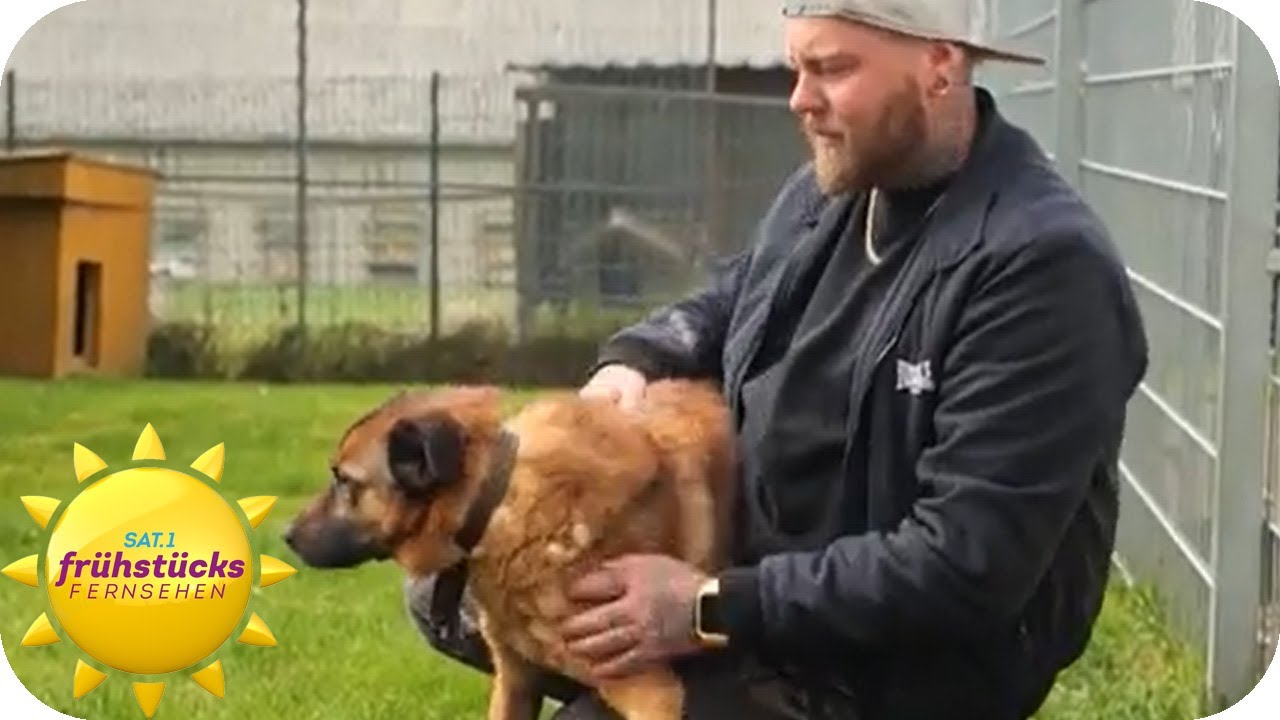 Liebesvolles Zuhause gesucht - diese Hunde suchen ein Zuhause | SAT.1 Frühstücksfernsehen