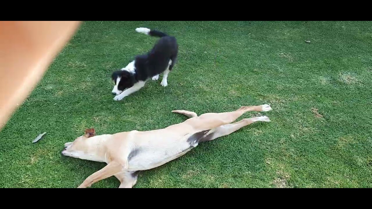 Oreo