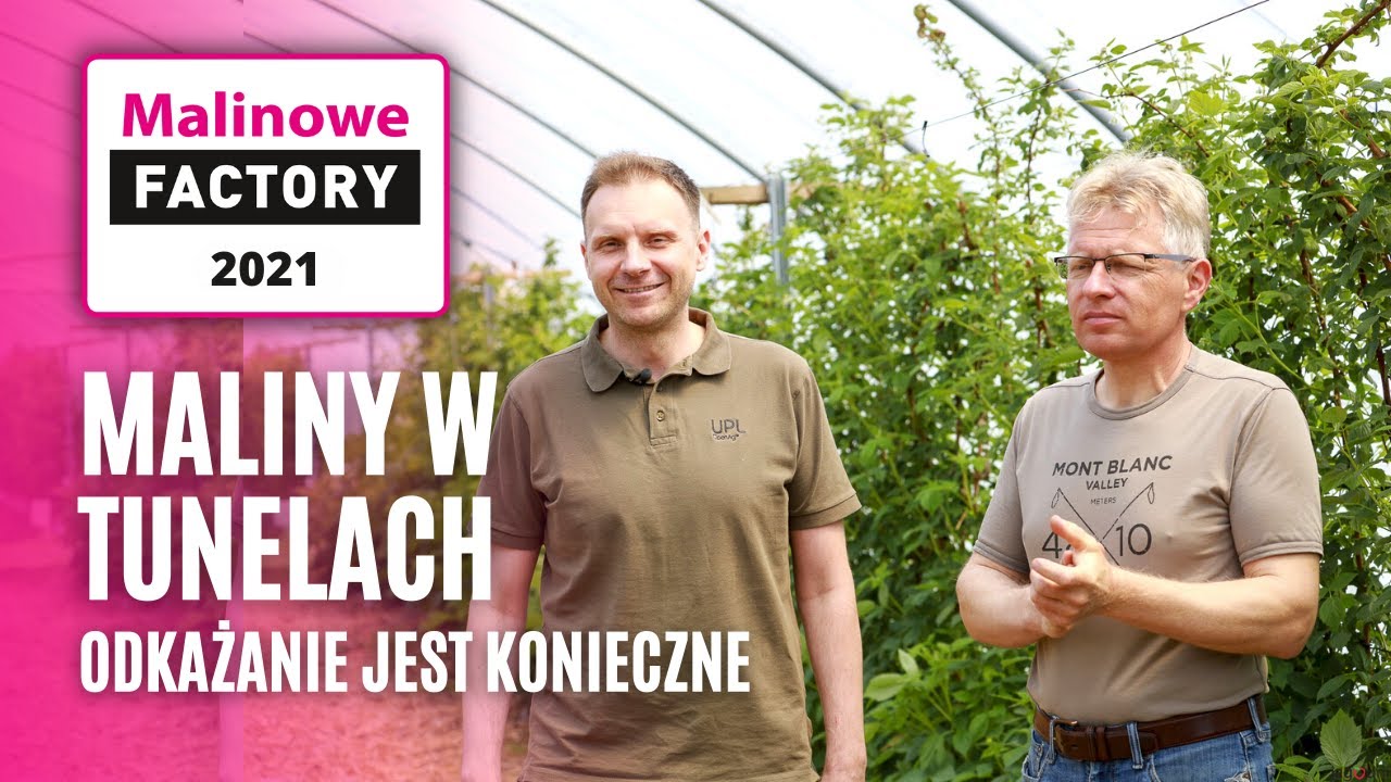 Maliny w tunelach. Odkażanie gleby jest konieczne