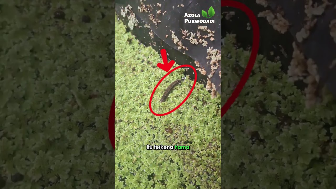 Azolla Awalnya Subur, Kok Lama-Lama Menguning? Ini Penyebab dan Solusinya 