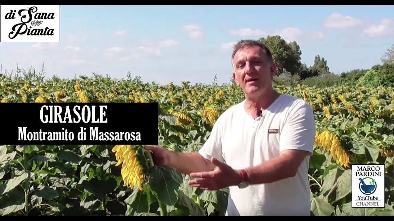 GIRASOLE