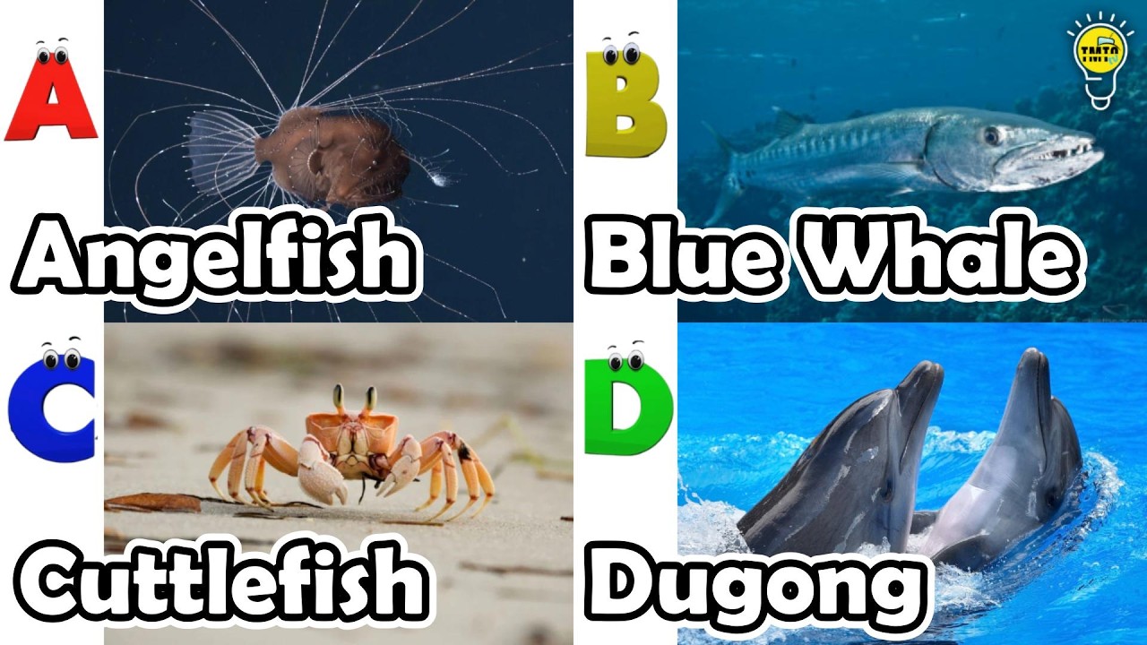 ABC Sea Animals song | Learn Alphabets | English and Animals for Kids | #anglerfish