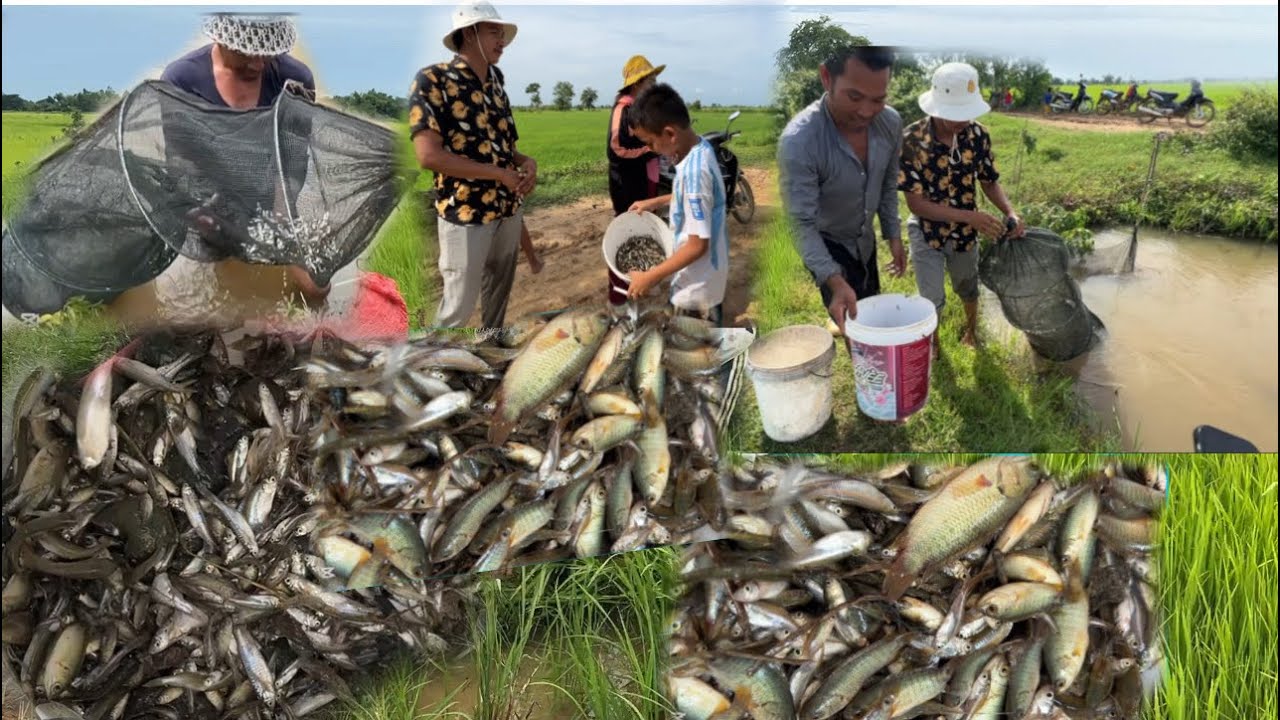 ត្រីចង្វារចូលច្រើននៅ ប្រឡាយស្រែជើងភូមិ ដល់ខែនេះអ្នកភូមិខ្ញុំ ដាក់បានស្លរ ព្រោង ព្រាត