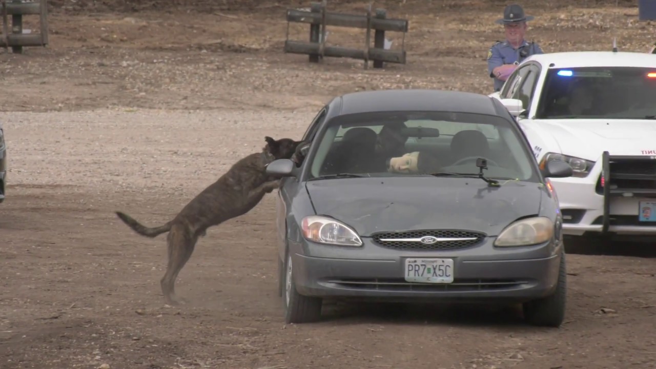Police K9 dog training during pursuits and apprehending suspects