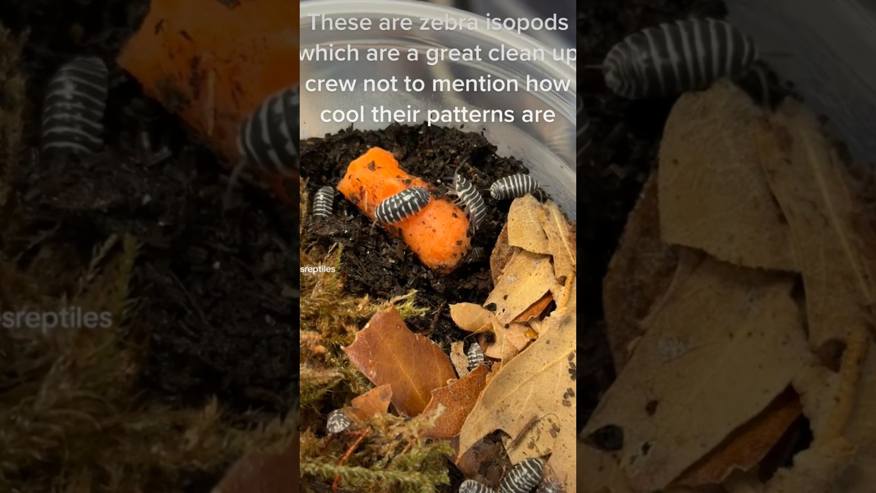 Zebra Isopods 