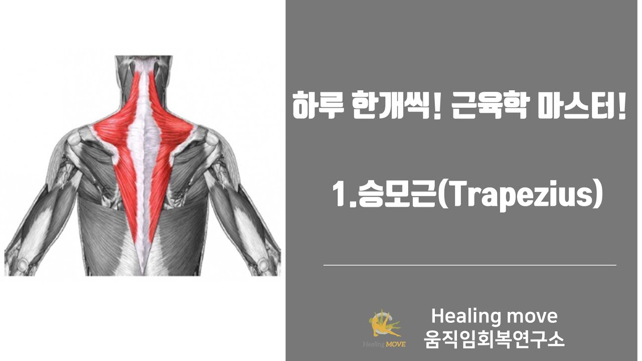 하루한개씩 근육학 마스터하기 #1.승모근