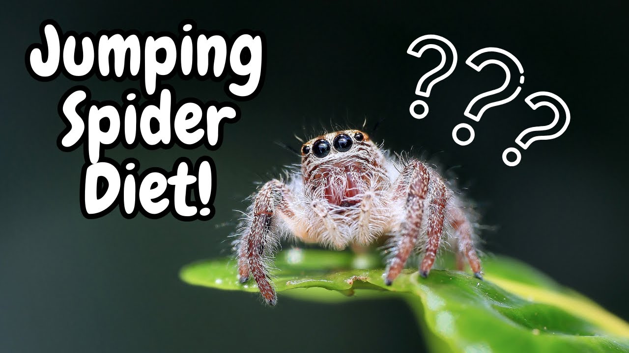 Jumping Spider Diet | What Do Jumping Spiders Eat ?  | Spooderpods