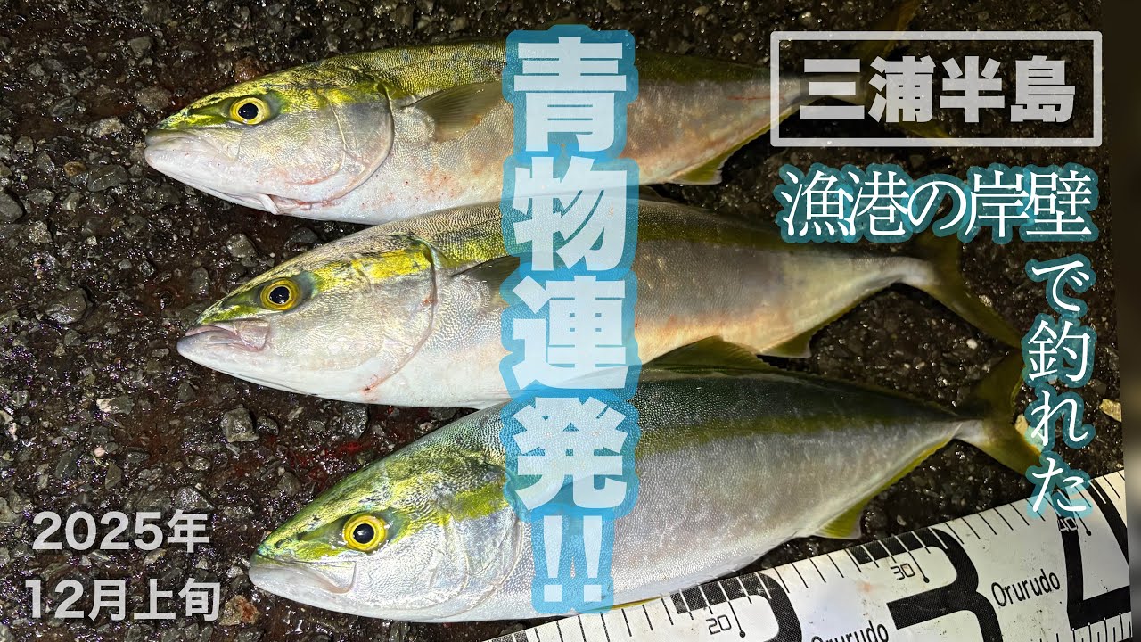 ［今年も来た!］ナイトゲームでイナダを連発！食べても旨い！［陸っぱり必釣法］