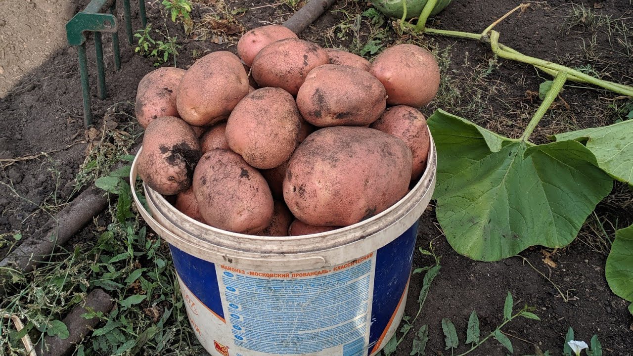 Выкопал картофель Беллароза часть 2 03.09.22