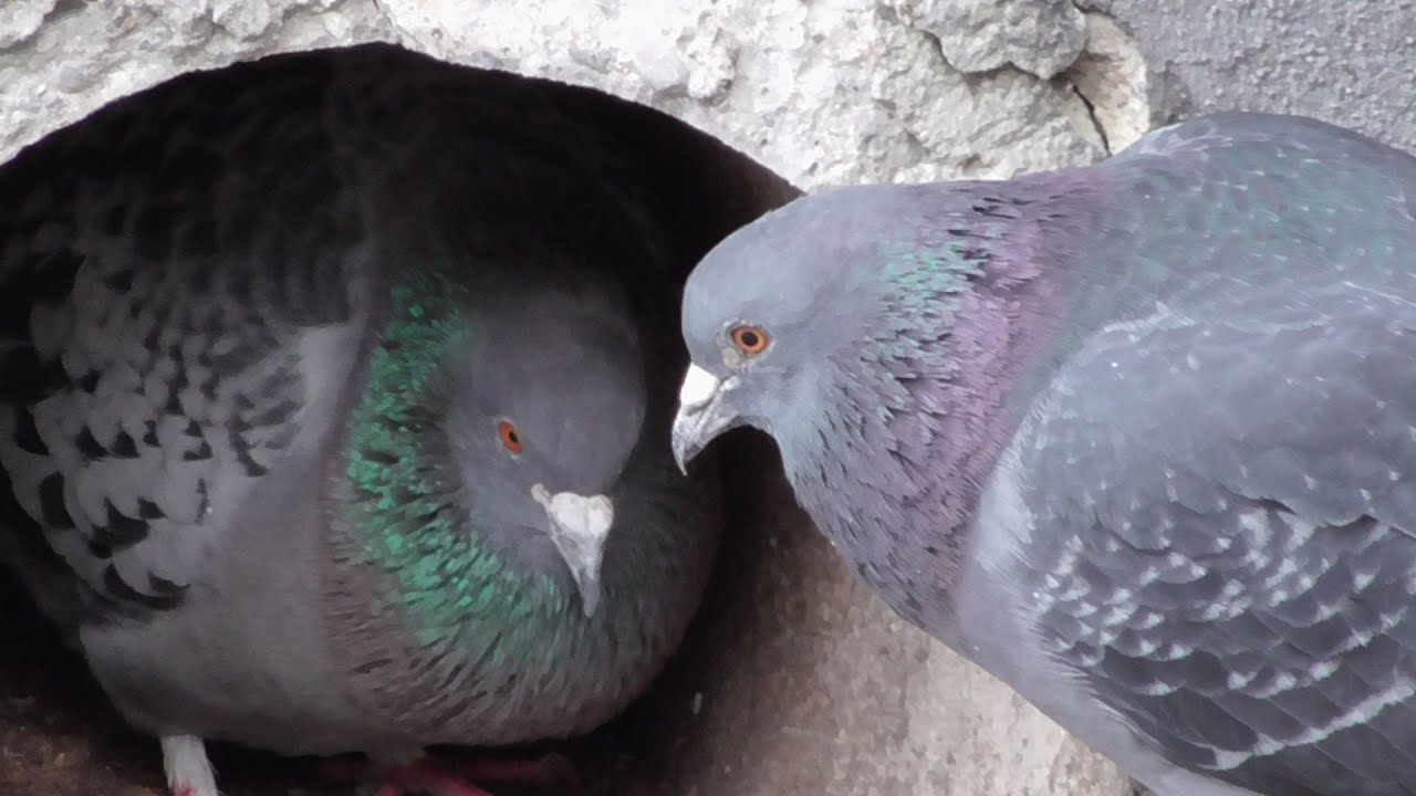 A Hard Fight For The Best Pigeon Cave