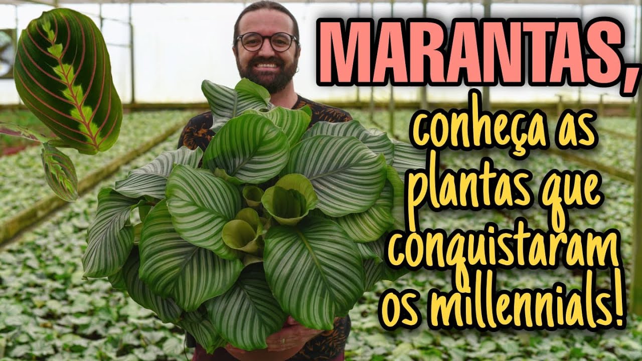 AULÃO DAS MARANTAS - As PLANTAS que conquistaram os millennials - Marantaceae
