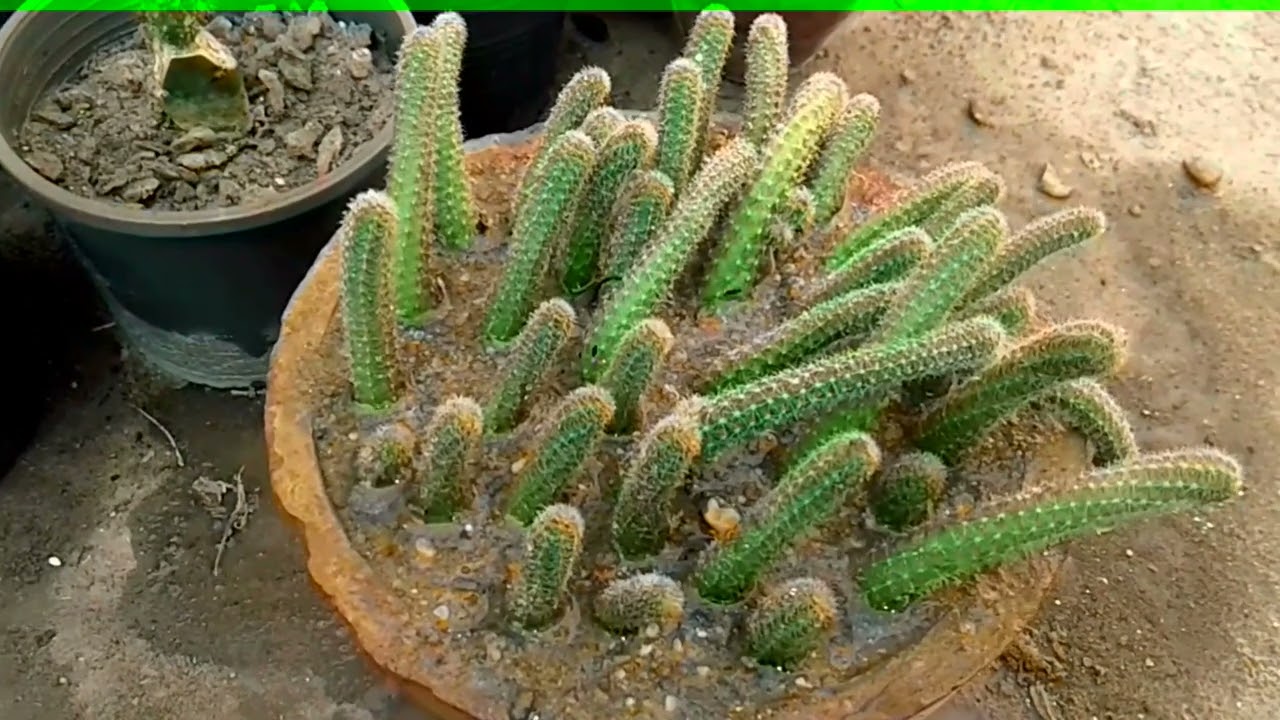 How To Propagate The Peanut Cactus | Echinopsis Chamaecereus| Peanut Cactus .