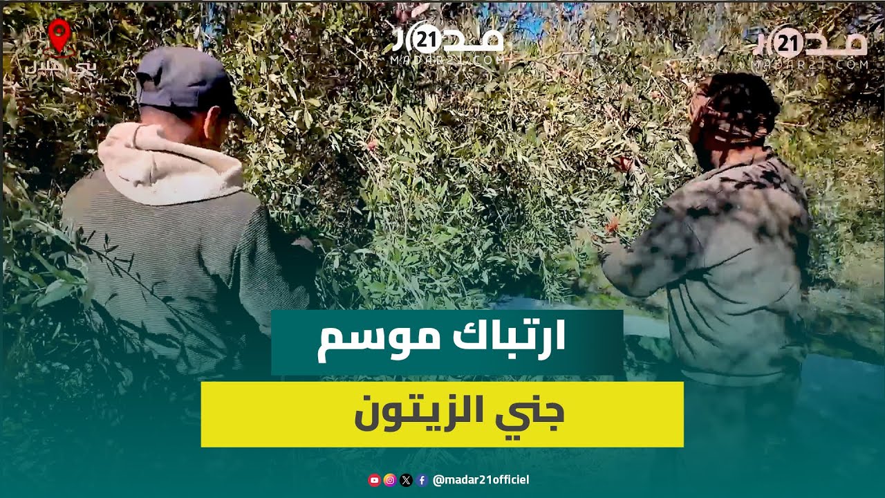 سوء تدبير وزارة الفلاحة يربك موسم جني الزيتون ببني ملال