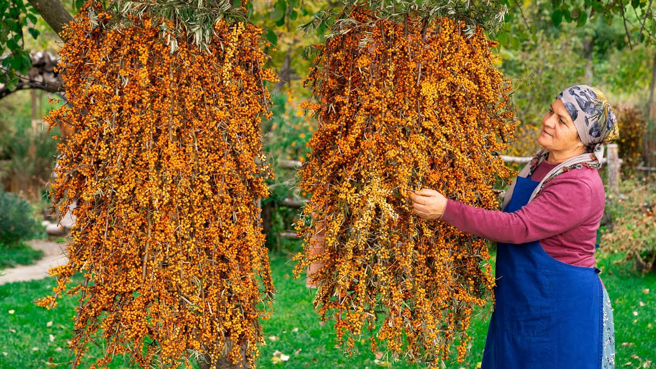 Сбор Дикой Облепихи из Гор и  Приготовление Варенья и Выпечки