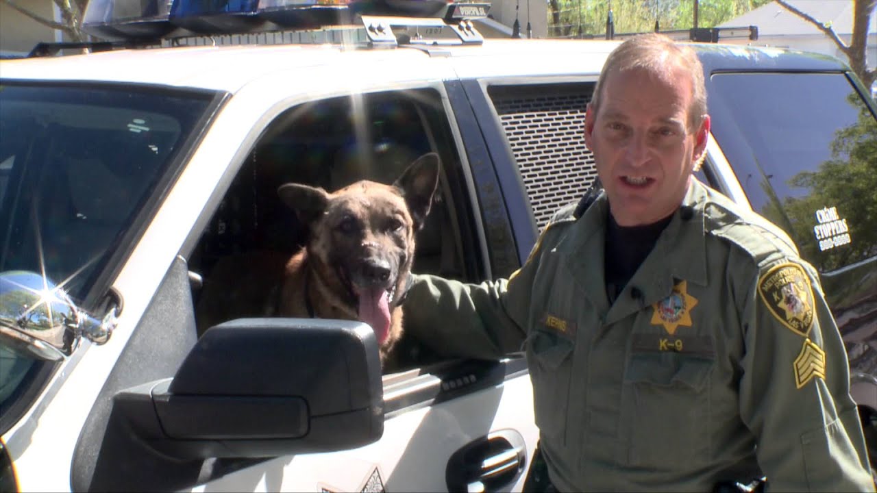 K9 Nicky is Back on Duty!