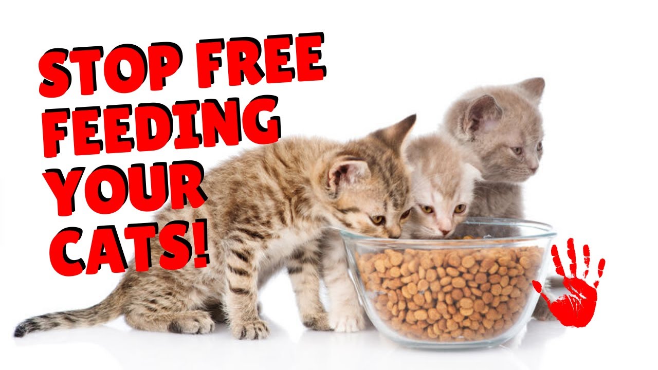 Why You Don&rsquo;t Want To Free Feed Cats | Two Crazy Cat Ladies