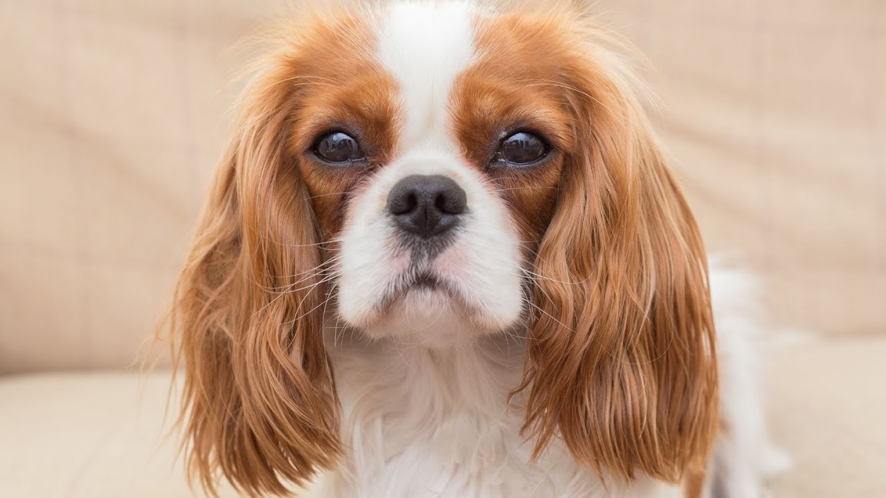 Exploring the Pros and Cons of Tail Docking and Ear Cropping in Cocker Spaniels