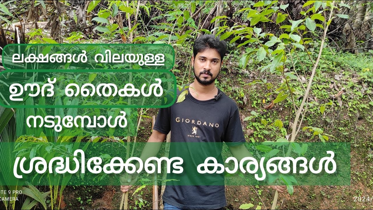agarwood Planting Malayalam  ഊദ് തൈകൾ  നടുമ്പോൾ ശ്രെദ്ധികേണ്ട കാര്യങ്ങൾ