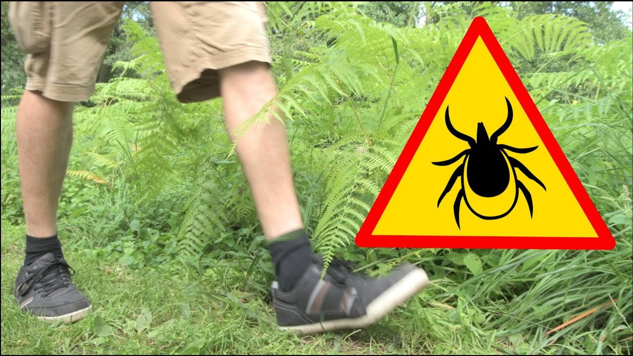 ¡¡¡GARRAPATAS!!! 🕷🕷 Verdades y mentiras