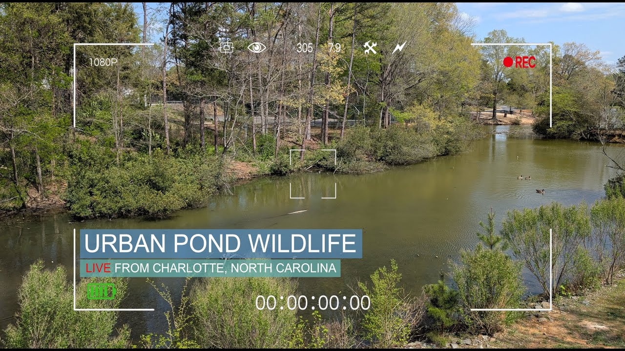 🎥 📺 LIVE: &ldquo;NATURE WATCH | April Edition&rdquo; &mdash; Spring in Full Bloom at Charlotte Pond 🌸🦆🐢