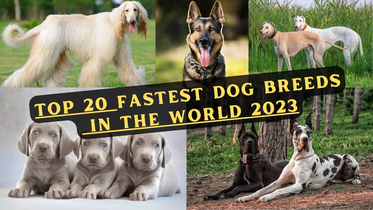 Top 20 Fastest Dog Breeds in the World 2023 