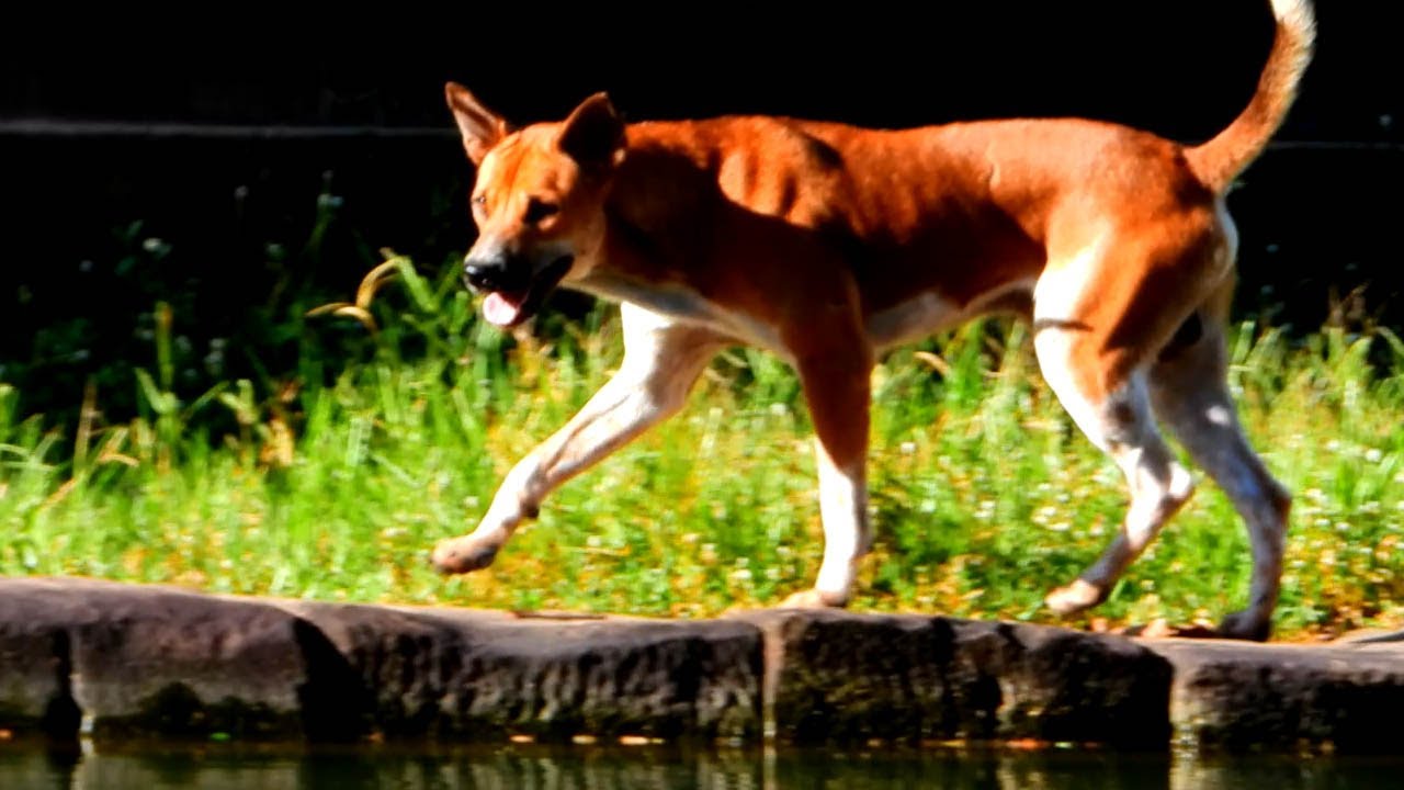 Hero Dog Leaps Into Action To Save Drowning Child!