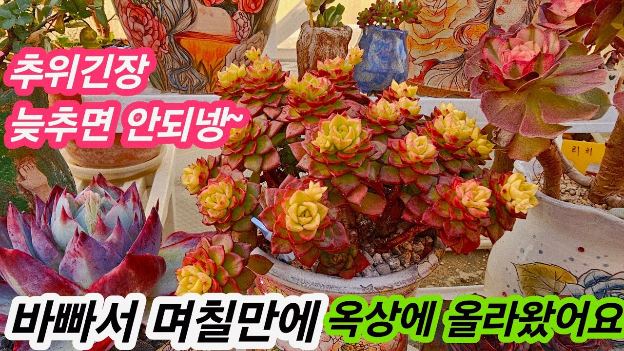 #미미네옥상다육소식💗문꽁꽁싸매고 며칠만에 옥상에 올라왔어요#옥상다육 잘있네요#옥상다육키우기🌸26.1.28/korean succulents plants 🌸