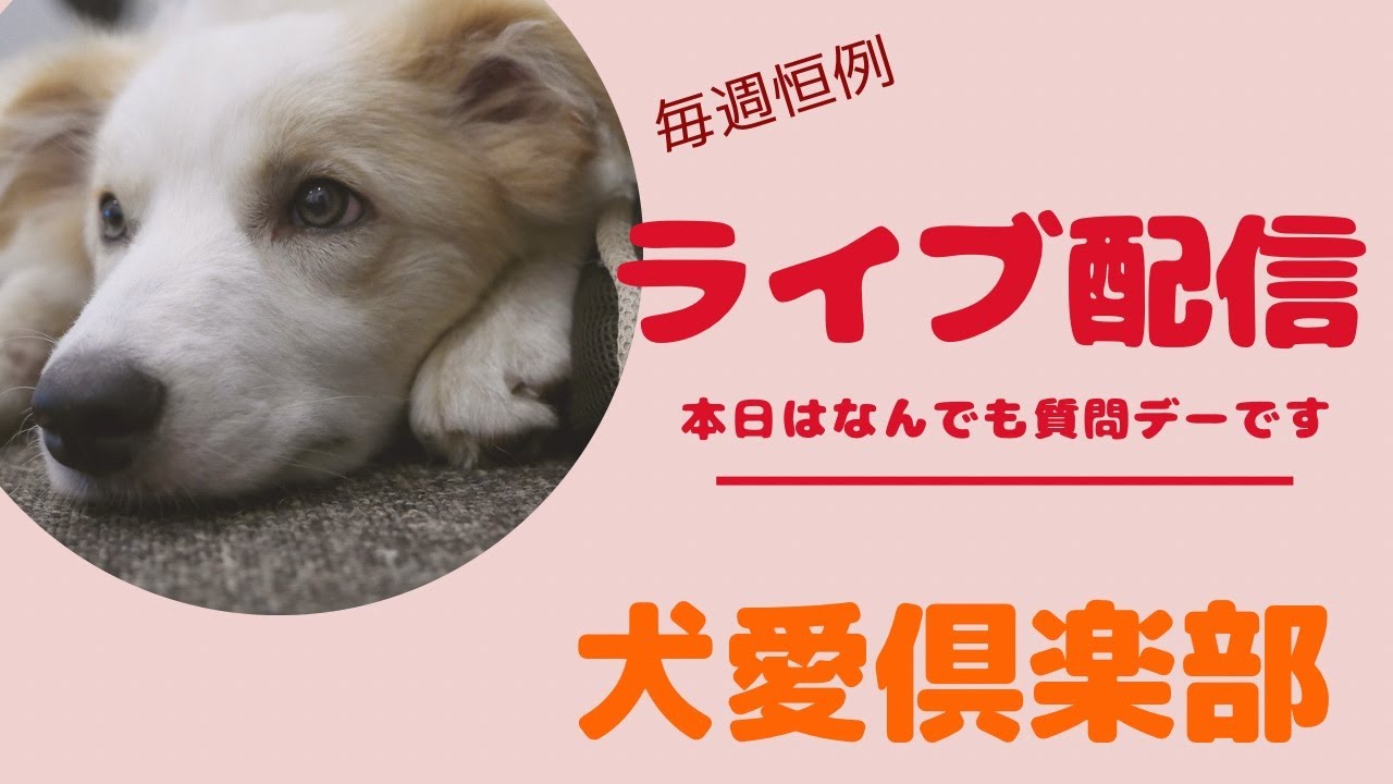 日曜定例ライブ1月4日　何でも質問デーです