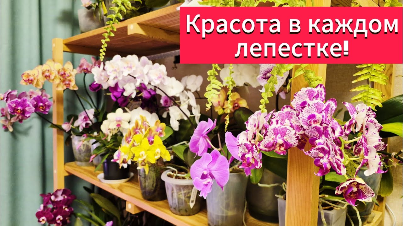 Орхидеи зимой!Зимнее цветение   1часть !#орхидеи #цветы #обзорорхидей #orchid 