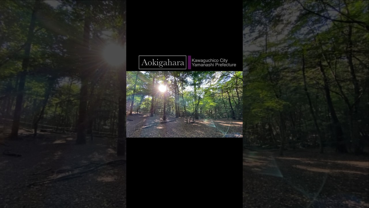 【Aokigahara】3/3 