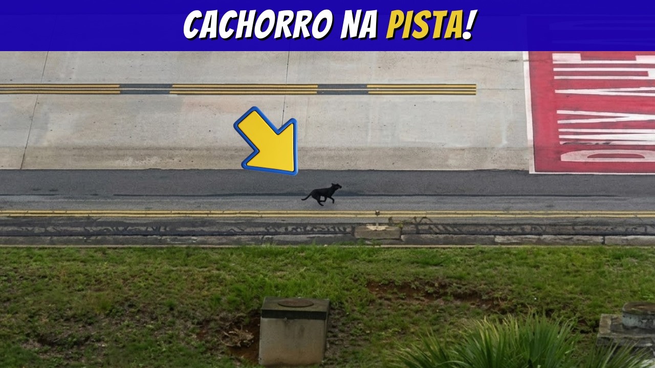 INVASÃO CANINA EM CGH — E A EQUIPE CORREU ATRÁS LITERALMENTE 😂✈️
